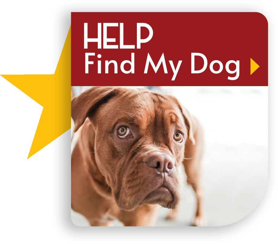 HELP Find My Dog