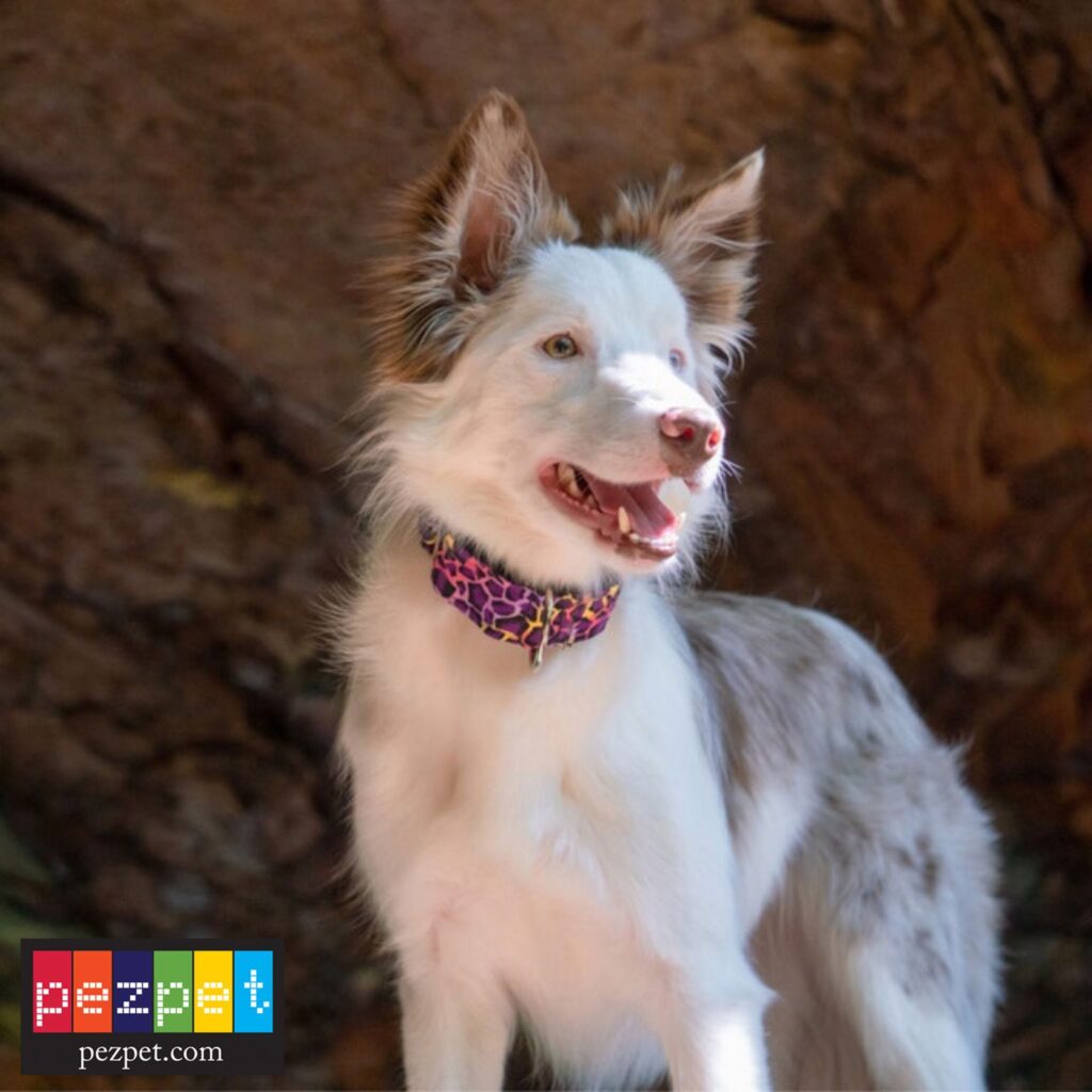 Leash & Collar Safety Keep Your New Dog Safe CT Dog Gone Recovery